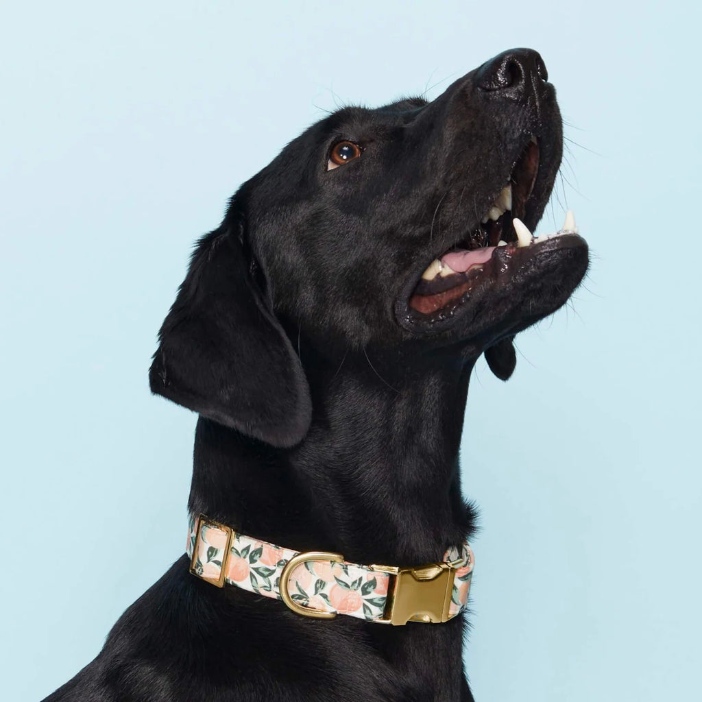 Peaches and Cream Dog Collar