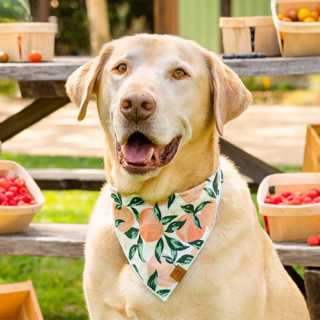 Peaches and Cream Dog Bandana